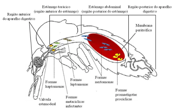 Figura 9 - Ilustração do aparelho digestivo de um flebótomo fêmea e desenvolvimento intravectorial de  Leishmania sp