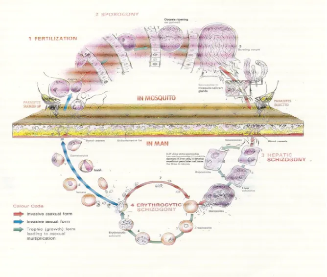 Figure 1 – Life cycle of Plasmodium