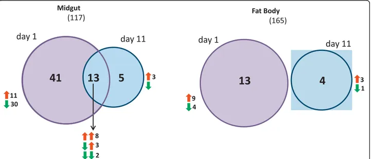 Figure 1 Differential expression of detoxification genes in the midgut and fat body at day 1 and day 11 post feeding with a P.
