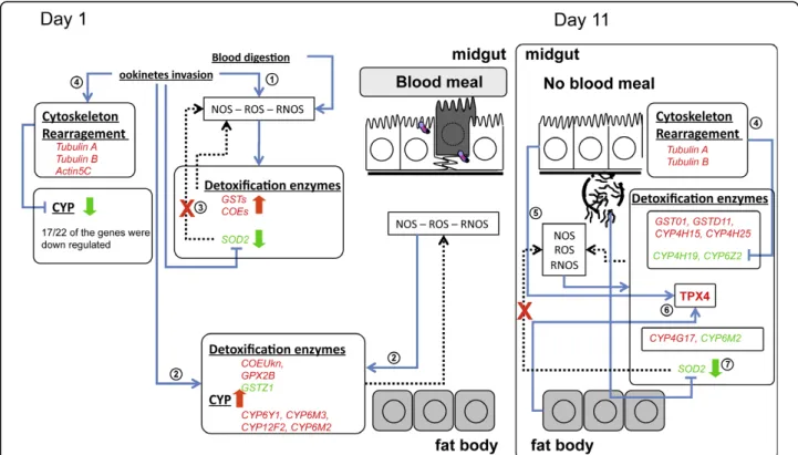 Figure 3 Hypothetical scenario of Anopheles gambiae detoxification response to Plasmodium berghei infection