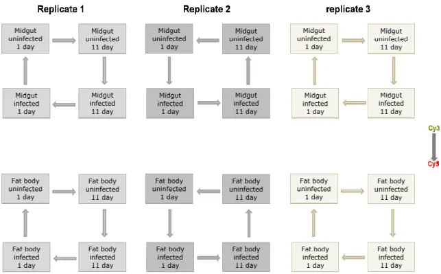 Figure S2. Design of the microarray experiments. The experiments for midgut and fat  body  tissues  followed  the  same  layout