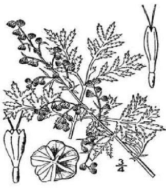 Figure 6- Schematic representation of Artemisia annua L. 
