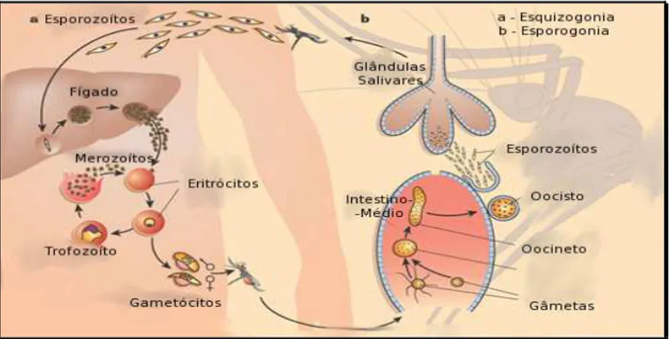 Figura 2 – Ciclo de vida do parasita causador da malária.