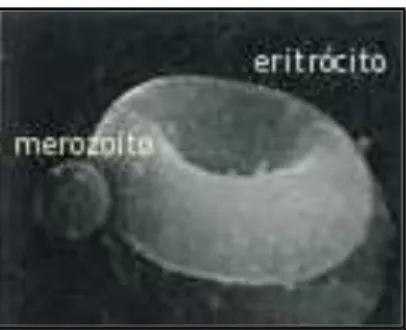 Figura 3 – Invasão de um eritrócito por um merozoíto. 