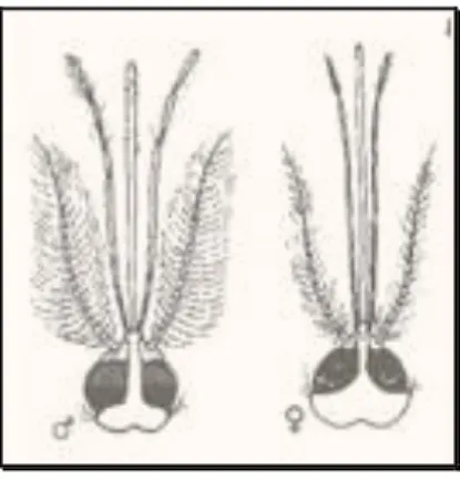 Figura 4 – Esquema da cabeça de um macho e de uma fêmea anofelínea. 