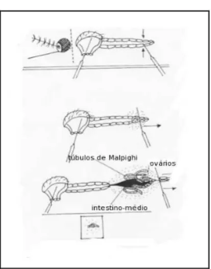 Figura 8 - Esquema da dissecção do mosquito para extracção do intestino-médio. 