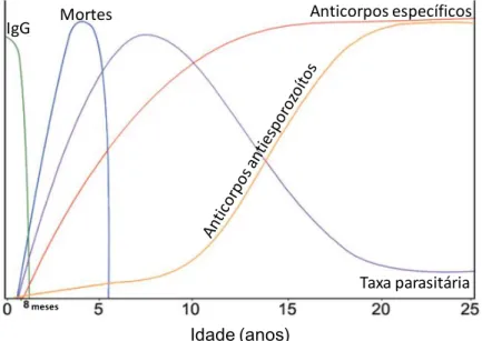 Figura I.3: Representação gráfica da relação entre a idade do paciente, suscetibilidade  à infeção, produção de anticorpos contra diferentes estadios parasitários e letalidade da  infeção (adaptado de Despommier, et al., 2005)