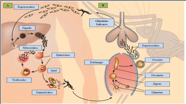Figura 1.1 – Ciclo de vida dos parasitas responsáveis pela malária humana (adaptado de Wirth, 2002)