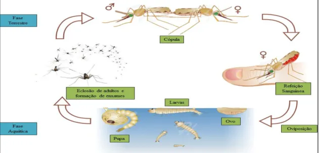 Figura  1.2  –  Ciclo  de  vida  dos  mosquitos  do  género  Anopheles  (adaptado  de  BioGraphix,  2012  e  Technonaturalist, 2012)