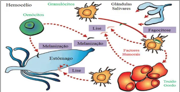 Figura 1.5 – Esquema do sistema imunitário do mosquito (adaptado de Hillyer, 2010). Três mecanismos  de  defesa  (lise,  melanização  e  fagocitose)  são  os  principais  responsáveis  pela  eliminação  de  agentes  patogénicos nos tecidos do mosquito (hem
