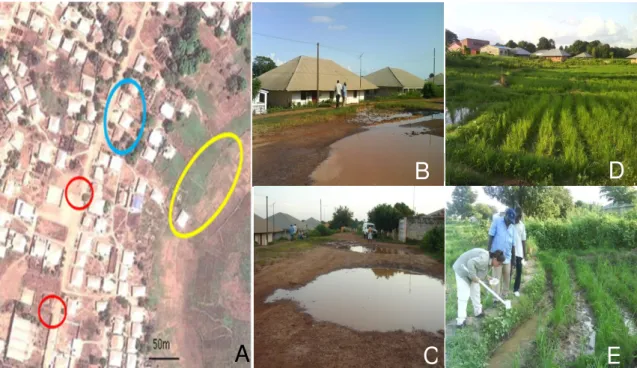 Figura  2.3  –  A.  Localização  dos  locais  de  captura  de  culicídeos  em  Antula,  Guiné-Bissau