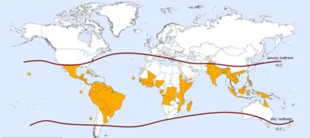 Figura  6.  –  Representação  dos  países  ou  áreas  em  risco  de  transmissão  de  dengue  (regiões  situadas entre as linhas negras)