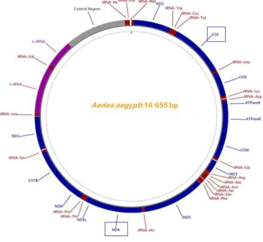 Figura 9. – Representação esquemática do ADN mitocondrial de Ae. aegypti com referência à  localização dos genes COI e ND4 (dentro das caixas)