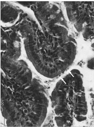 Fig. 1. Histological examination of small intestine. Light photomi- photomi-crograph of small intestine from a C