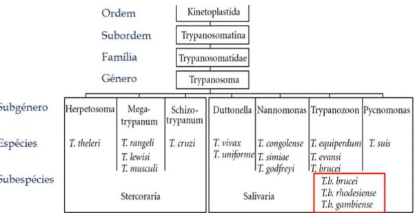 Figura 1.2. Taxonomia do agente etiológico da Tripanossomose Africana, classificação de Levine e  colaboradores (1980)