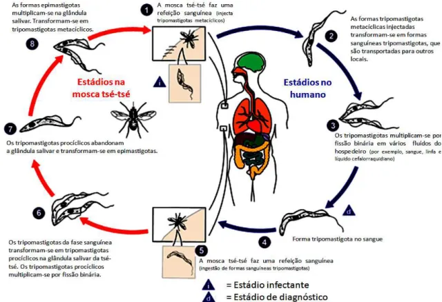 Figura 1.4. Ciclo de vida de Trypanosoma brucei. Durante uma refeição sanguínea, a mosca tsé-tsé  infetada injeta tripomastigotas metacíclicos no hospedeiro