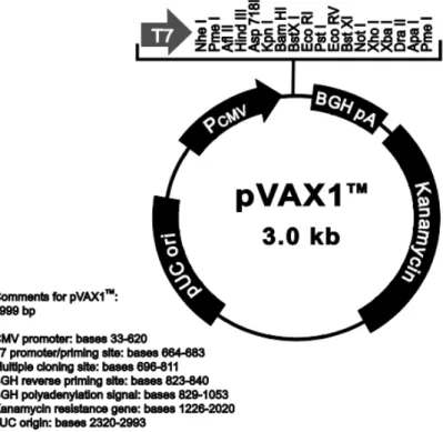 Figura  3.1.  Mapa  do  plasmídeo  comercial  pVAX1  (Invitrogen/EUA).  Extraído  de  Invitrogen,  acedido em 14/11/11