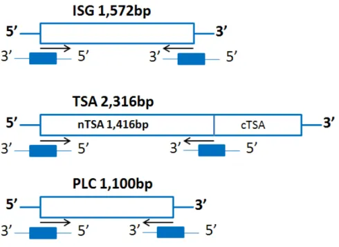 Figura  3.3.  Representação  esquemática  das  regiões  amplificadas  dos  genes  ISG,  TSA  e  PLC  de  Trypanosoma  brucei  brucei  por  PCR,  utilizadas  na  clonagem  dos  plasmídeos  ISGpVAX1,  nTSApVAX1 e PLCpVAX1