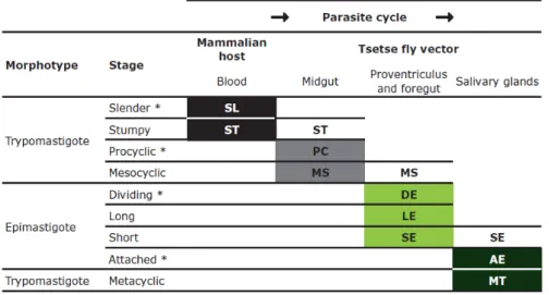 Table 1. 1 - Localisation of each stage during the parasite life cycle. * - indicates proliferative stages