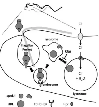 Figure 1. 7 – Model of the lytic mechanism. The representation depicts the internalisation of  components from the TLF complex by the trypanosome’s FP and its progression through the endocytic  pathway until promotion of cell lysis