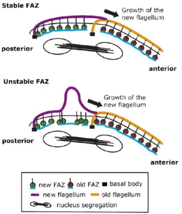 Figure 1. 14 – Schematic representation of a stable vs unstable FAZ in T. brucei cells following  knockdown of FAZ1