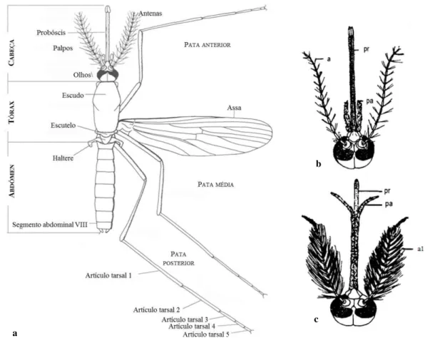 Figura 1: (a) Esquema geral de uma fêmea de mosquitos (Família Culicidae) (Adaptado de Becker et al