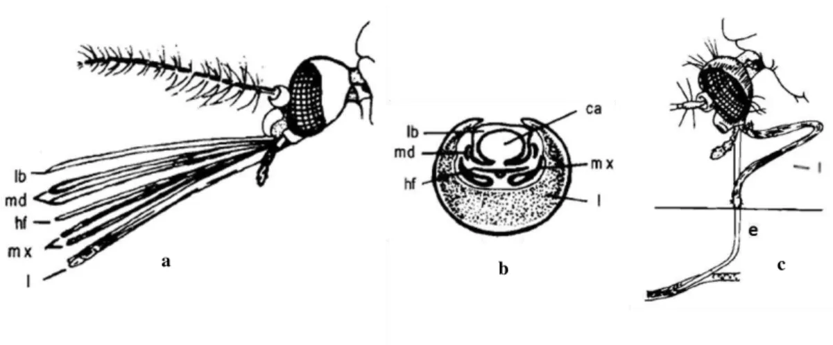 Figura 3: Representação esquemática do probóscis da família Culicidae. Representação lateral (a) e corte  transversal (b) do probóscis: lb, labro; md, mandíbulas; hf, hipofaringe; mx, maxilas; l, lábio; ca, canal  alimentar