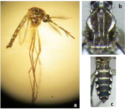 Figura 4:  Aedes  aegypti adulto.  (a) Vista  geral do macho (fotografia do autor);  (b) pormenor do tórax  com duas linhas médias transversais e lateralmente um padrão semelhante a uma lira;  (c) pormenor do  abdómen com marcas brancas laterais e linhas b