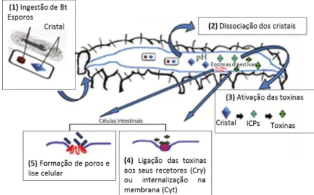Figura 16: Mecanismo de ação do Bt em Lepidoptera: (1) ingestão do Bt; (2) dissociação dos cristais; (3)  ativação  das  toxinas  (4)  ligação  das  toxinas  aos  seus  recetores  (Cry)  ou  internalização  na  membrana  (Cyt); (5) formação de poros e lise
