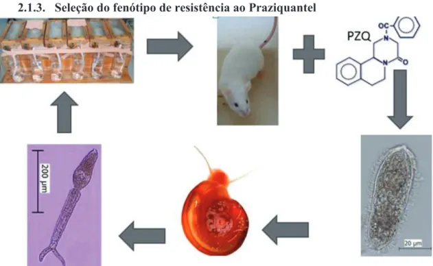 Figura 4 – Seleção da estirpe de  S. mansoni  fármaco-resistente ao PZQ, por tratamento  de murganhos infectados com doses subterapêuticas ao longo de várias passagens do ciclo  de vida 