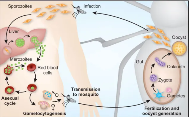 Figure 2. Plasmodium life cycle (adapted from Pasvol, 2010). 