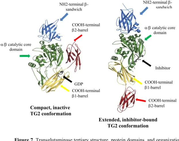 Figure 7. Transglutaminase tertiary structure, protein domains, and organization  (adapted from Iismaa et al., 2009)
