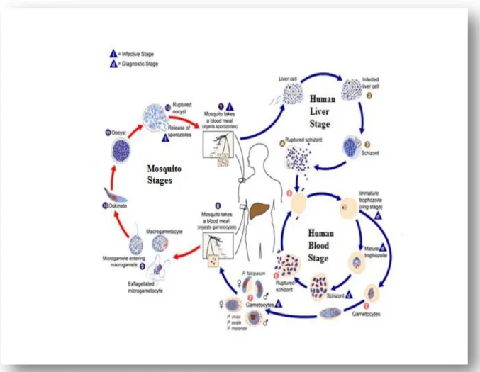 Figure  2.  The life cycle of the malaria parasite. During a blood meal, a malaria-infected  female  Anopheles  mosquito  inoculates  sporozoites  into  the  human  host  (1)