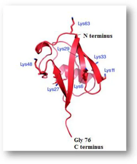 Figure  4  A  general  structure  of  the  ubiquitin  molecule  and  its  main  features