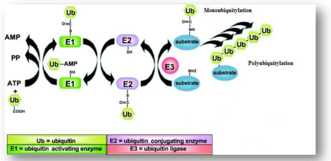 Figure  5.  A  simplistic  overview  of  the  activation  of  the  ubiquitin  molecule