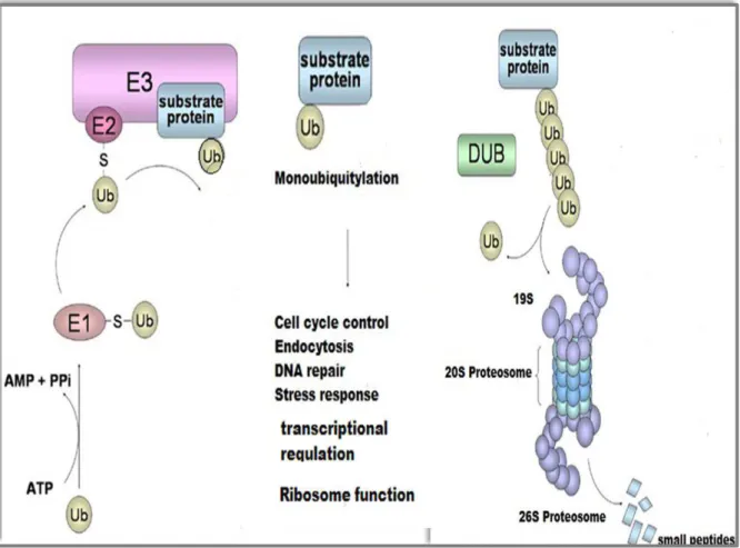 Figure 6.A general representation of the Ubiquitin/Proteosome system (UPS). Addition of  Ub  to  proteins  involves  a  cascade  of  reaction  catalyzed  by  E1,  E2  and  E3
