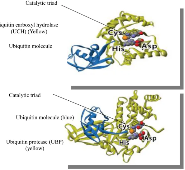 Figure  7.  A  general  structure  of  the  catalytic  domain  of  ubiquitin  carboxyl  hydrolase  (UCH) and ubiquitin protease (UBP)