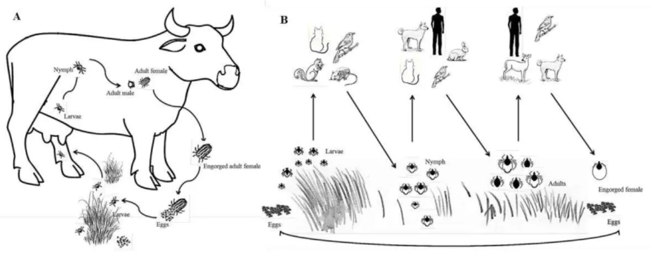 Figure 3: Characteristic Ixodid life cycles.  