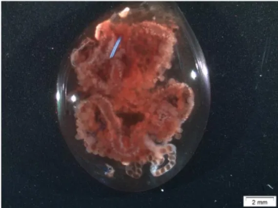 Figure 6: Dissected ovary from an engorged Rhipicephalus annulatus female tick. 