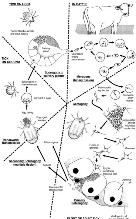 Figure  7:  The  life  cycle  of  Babesia  bigemina  in  cattle  and  the  ixodid  tick  vector  Rhipicephalus  (Boophilus)  microplus