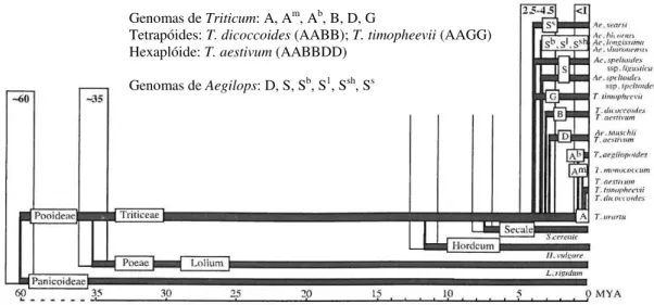 Figura 1. 1 - Estimativa do tempo de evolução das linhas Triticum e Aegilops (adaptado de Huang et  al., 2006)