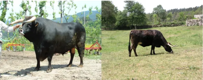 Figura  2  –  Exemplares  de  bovinos  de  raça  Maronesa  (Esquerda:  macho;  Direita:  fêmea)