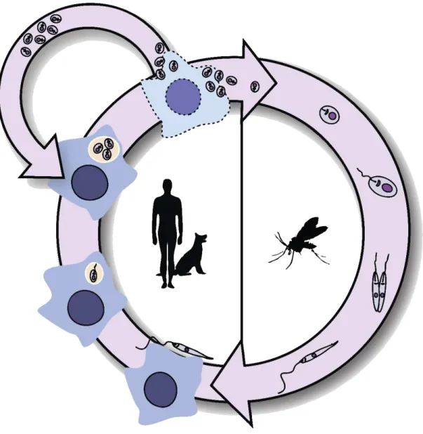 Figure  2  The life cycle of  Leishmania  spp. Inside the vector (right), parasites face the  process of metacyclogenesis, differentiate into metacyclic promastigotes and migrate to  the phlebotomine proboscis