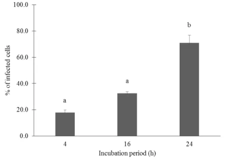 Figure 10 Percentage of infected cells after different incubation periods with 5 day old  promastigote culture