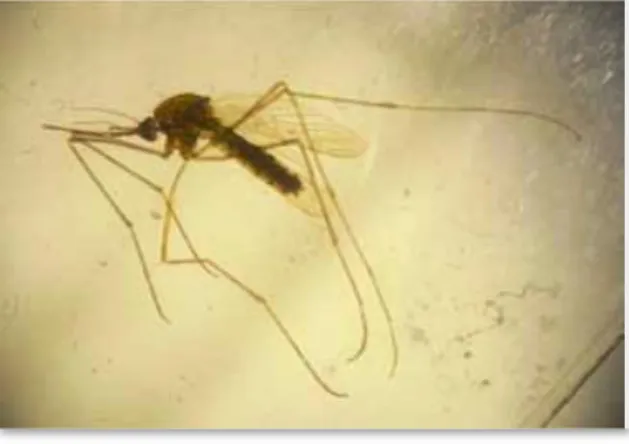 Figura 2 - Mosquito Culex fêmea. Ocular 10X e obj. 1X (adaptado de Seixas et al., 2011)