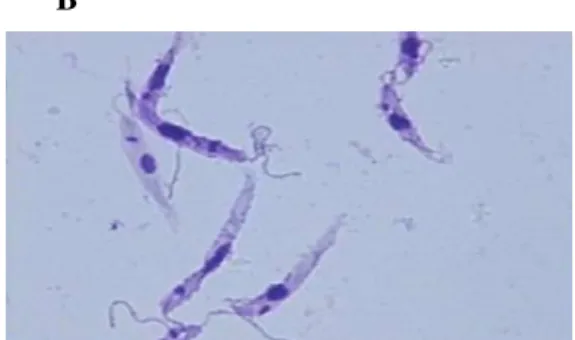 Figura 4 - Observação microscópica da morfologia do parasita Leishmania (adaptado de  http://www.icb.usp.br/livropar/img/capitulo5/8.html) 
