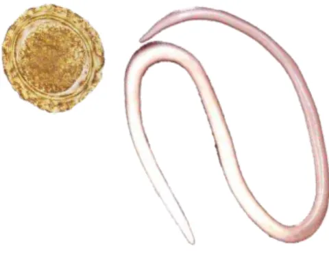 Figure 1. A. lumbricoides egg and adult worm. Image adapted from https://twitter.com/ascarislombriga