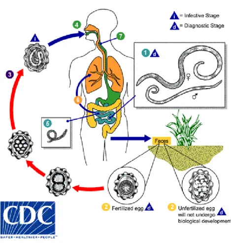 Figure 2. A. lumbricoides life cycle. Figure from Centers for Disease Control and Prevention (CDC) (www.cdc.gov)