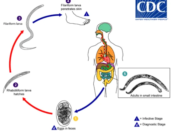 Figure 5. Hookworm egg, rhabditiform larvae (small) and adult worm (big). Image adapted from  http://www.nhs.uk/news/2009/01January/Pages/WormsImmuneSystem.aspx and 