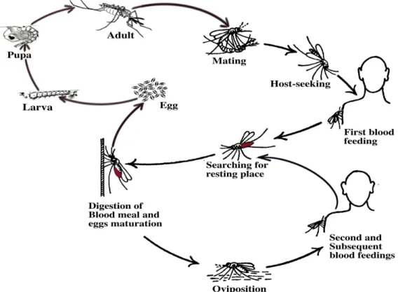 Figure 3. Relationship between mosquito life and feeding (gonotrophic) cycles. Source: 